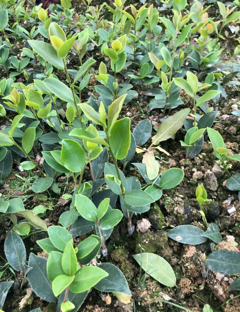 江西长林高产嫁接油茶苗茶子树大杯苗南方种植油茶树苗当年结
