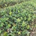 江西长林高产嫁接油茶苗茶子树大杯苗南方种植油茶树苗当年结