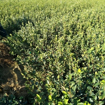 江西长林高产嫁接油茶苗茶子树大杯苗南方种植油茶树苗当年结