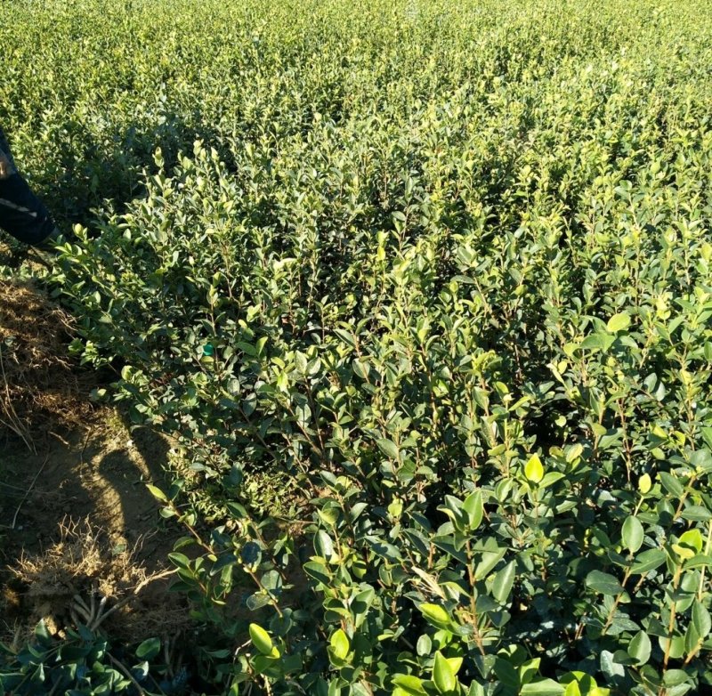 江西长林高产嫁接油茶苗茶子树大杯苗南方种植油茶树苗当年结