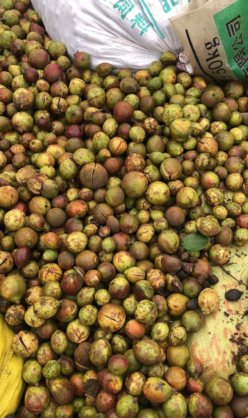 江西长林高产嫁接油茶苗茶子树大杯苗南方种植油茶树苗当年结