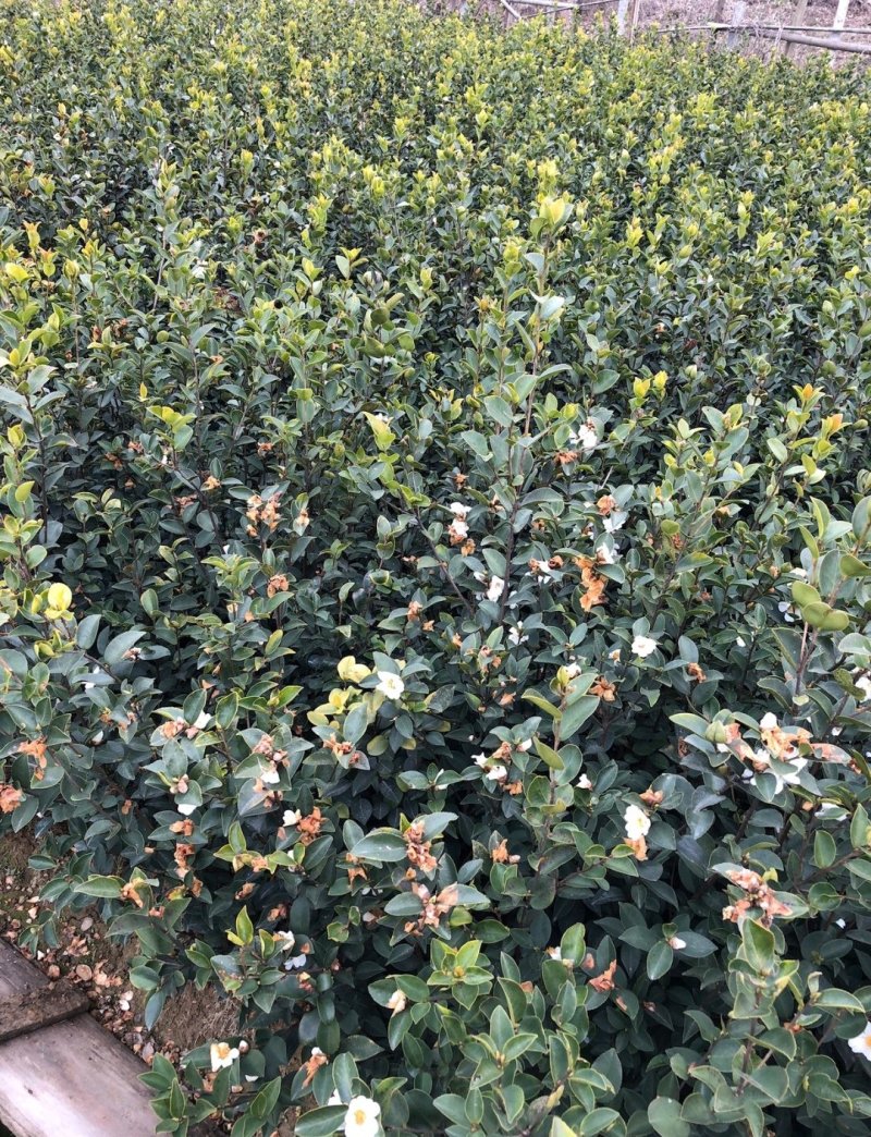 江西长林高产嫁接油茶苗茶子树大杯苗南方种植油茶树苗当年结