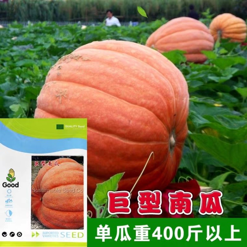 【特色】巨型南瓜种子大南瓜种子太空大南瓜种子
