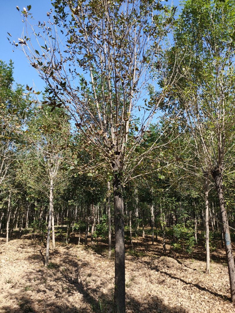 供应白蜡树10到40公分，速生白蜡8到18公分，量大