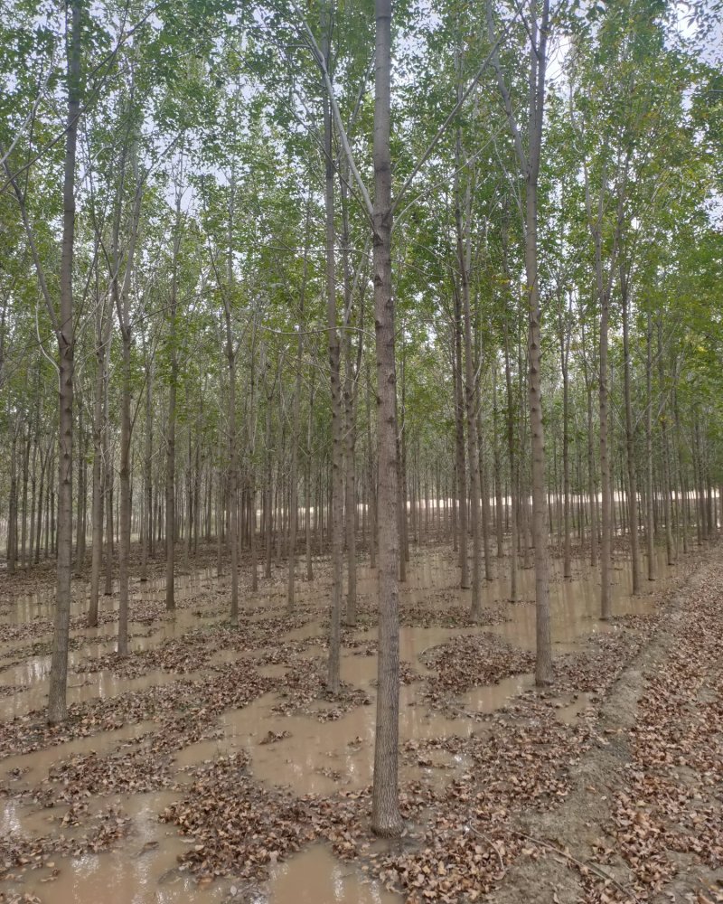 供应白蜡树10到40公分，速生白蜡8到18公分，量大