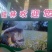 大量供应东方红，招微商电商代理，有意者详谈
