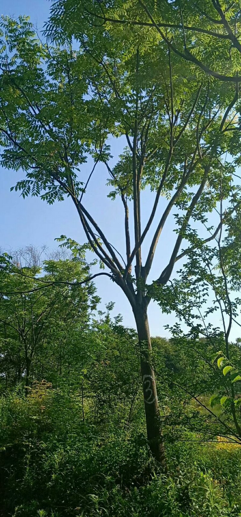 黄山栾树河南潢川黄山栾树基地，黄山栾树价格，苗圃直销。