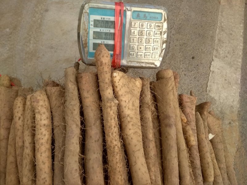 白玉山药，量大优惠，欢迎各地客商们过来选购