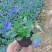 【优质】三色堇，基地大量供应。