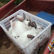 出售活兔肉兔非常时期便宜处理活兔9块杀好18一斤自提