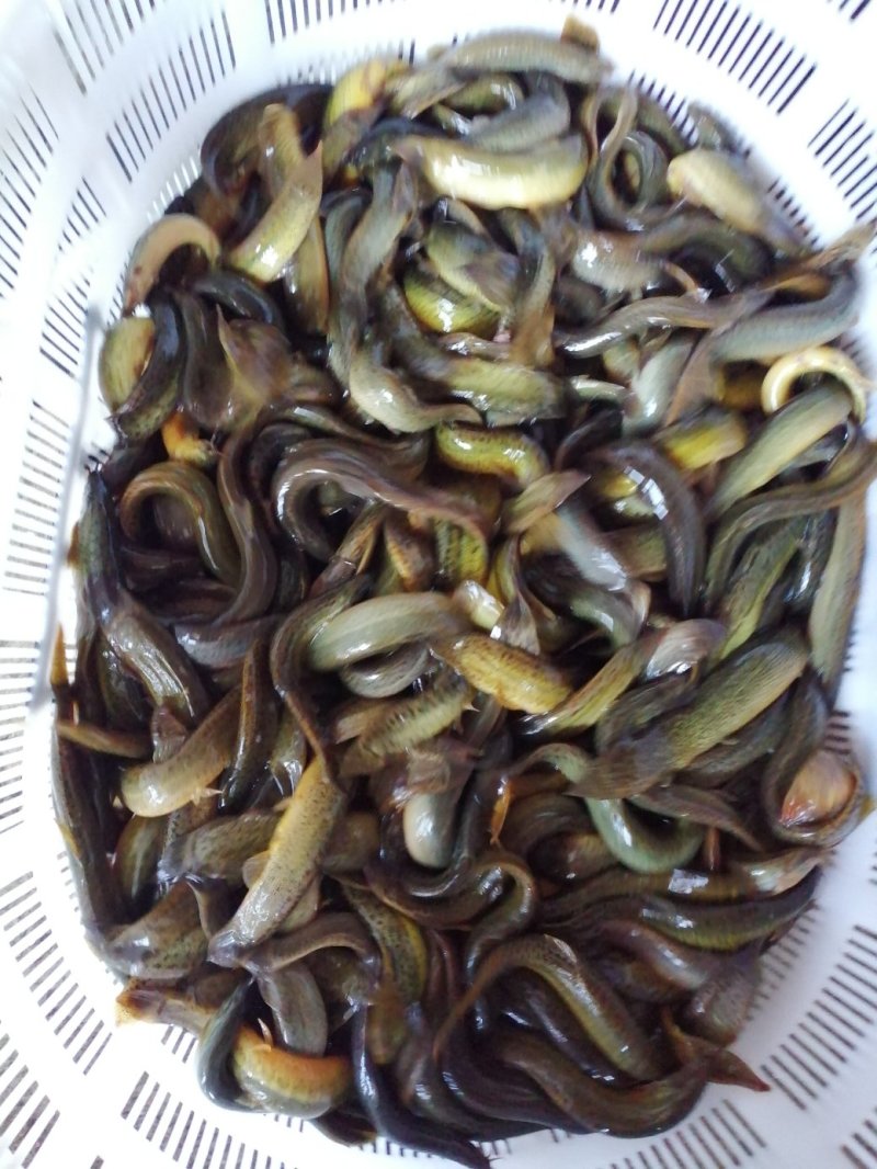 鲜活优质台湾泥鳅苗寸苗，放生，垂钓东北泥鳅