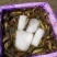 鲜活优质台湾泥鳅苗寸苗，放生，垂钓东北泥鳅