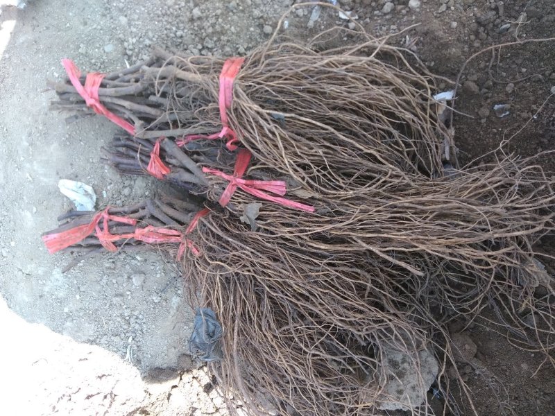 密光葡萄口感好，抗病高产可一年能结两次果。