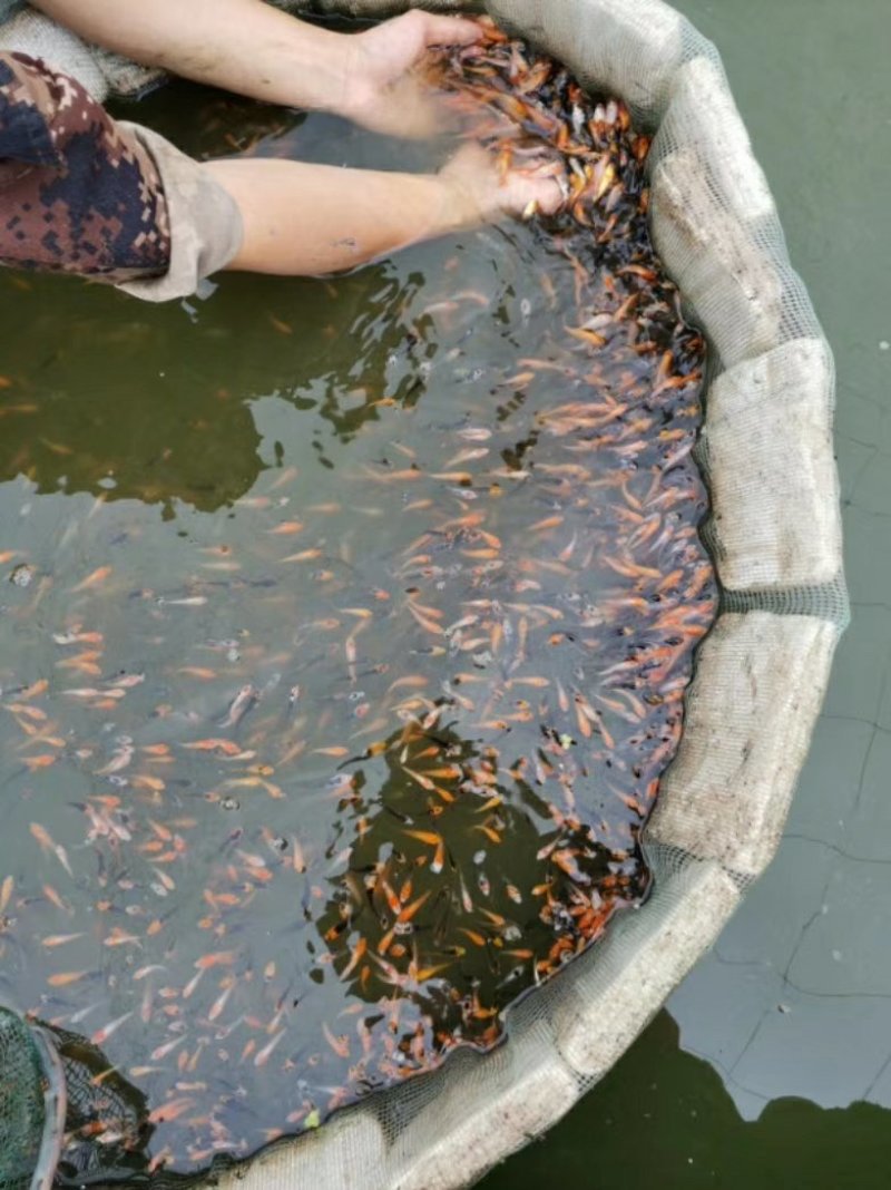 红草金鱼观赏鱼可快递包邮到家