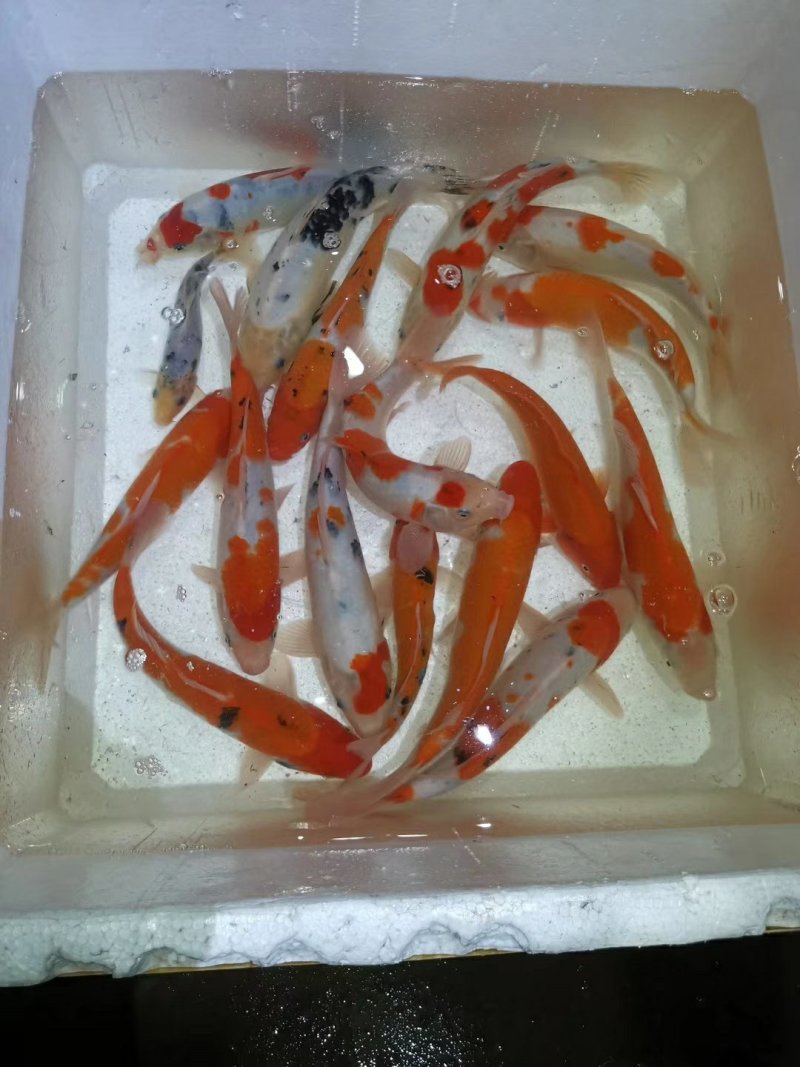 红草金鱼观赏鱼可快递包邮到家