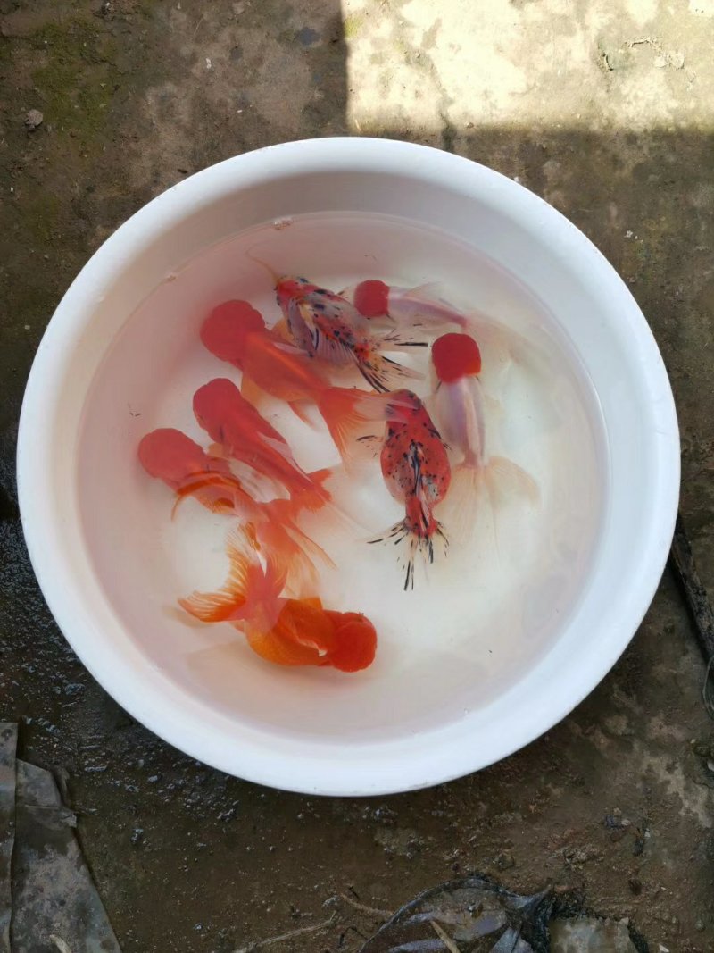 红草金鱼观赏鱼可快递包邮到家