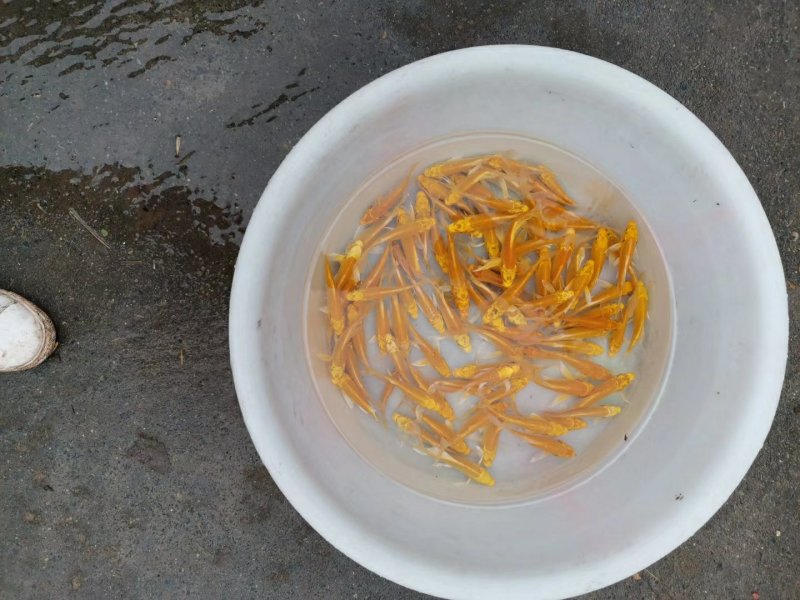 红草金鱼观赏鱼可快递包邮到家