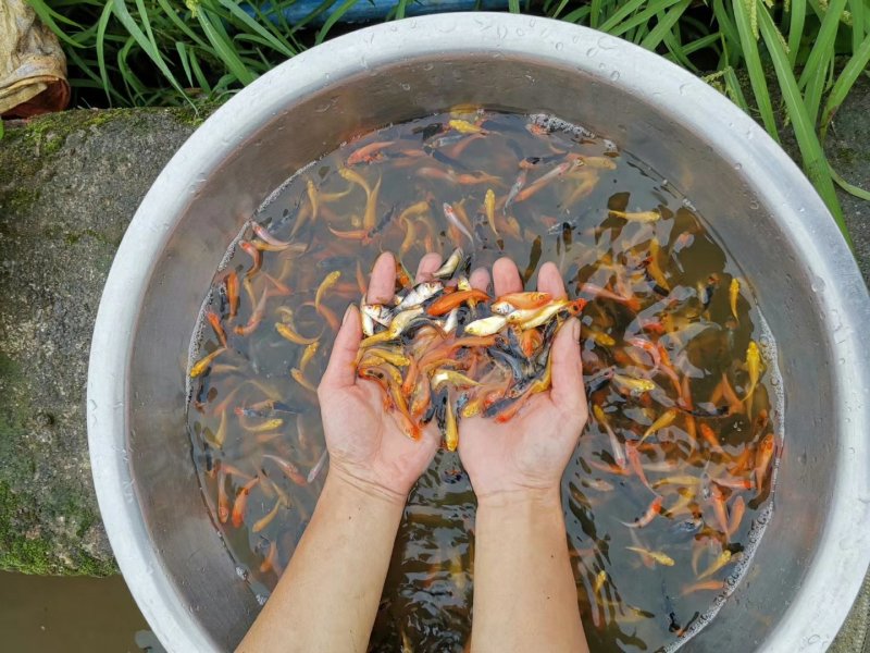 红草金鱼观赏鱼可快递包邮到家