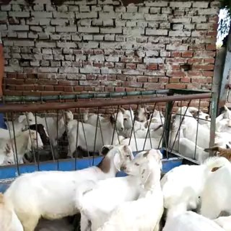 美国大白山羊，品质优良，山羊之中繁殖率比较好的品种