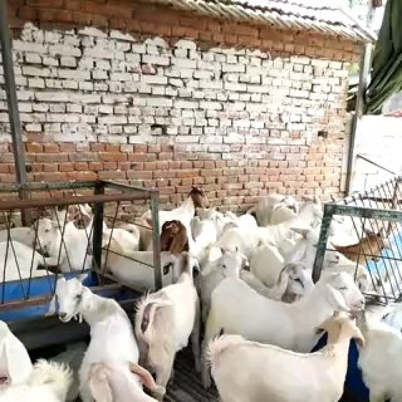美国大白山羊，品质优良，山羊之中繁殖率比较好的品种