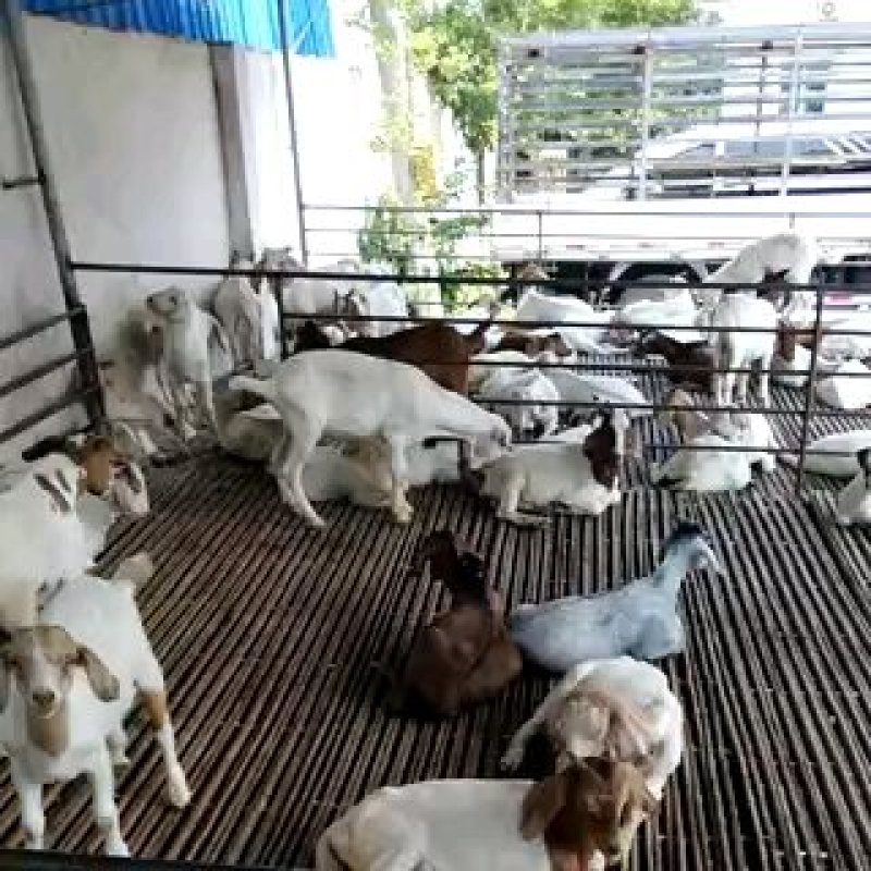 美国大白山羊，品质优良，山羊之中繁殖率比较好的品种