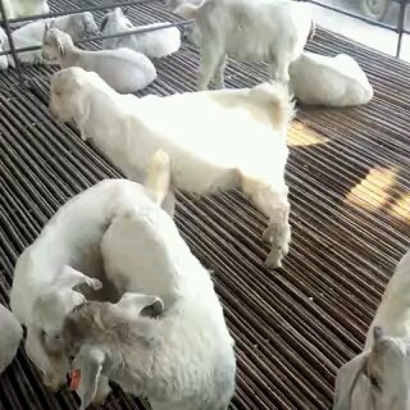 美国大白山羊，品质优良，山羊之中繁殖率比较好的品种