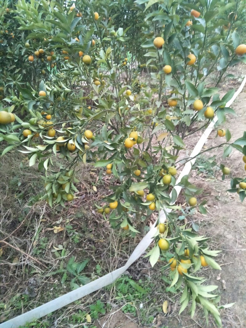 桔子树50~80cm盆栽橘子树