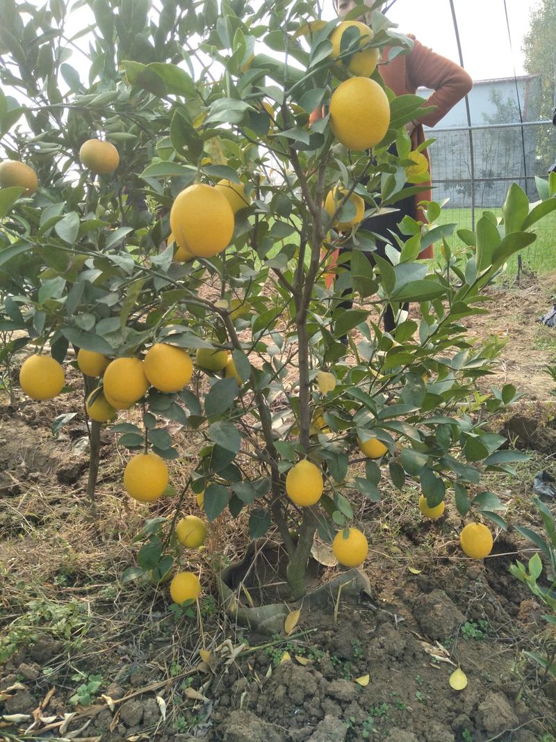 柠檬苗尤力克柠檬苗/香水柠檬树苗50~80cm北方育苗