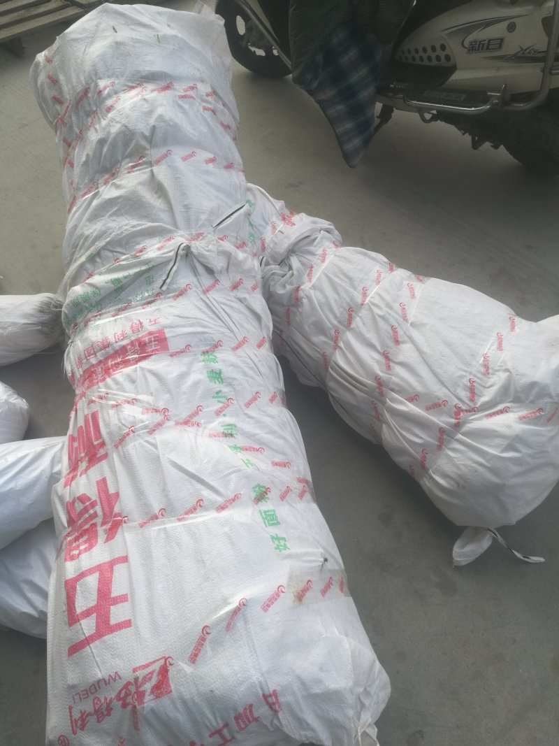 梨树秋月梨苗红香酥梨树苗梨苗