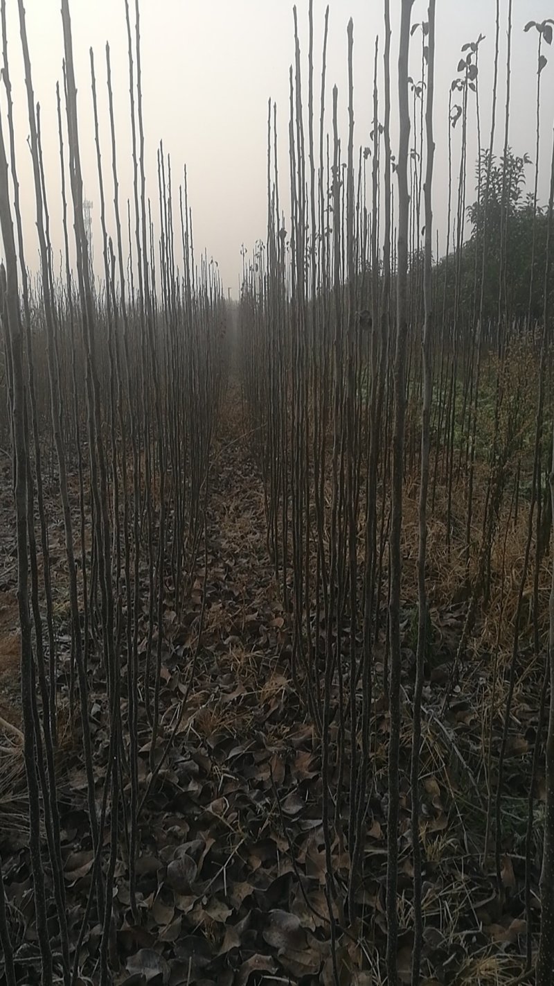 梨树秋月梨苗红香酥梨树苗梨苗