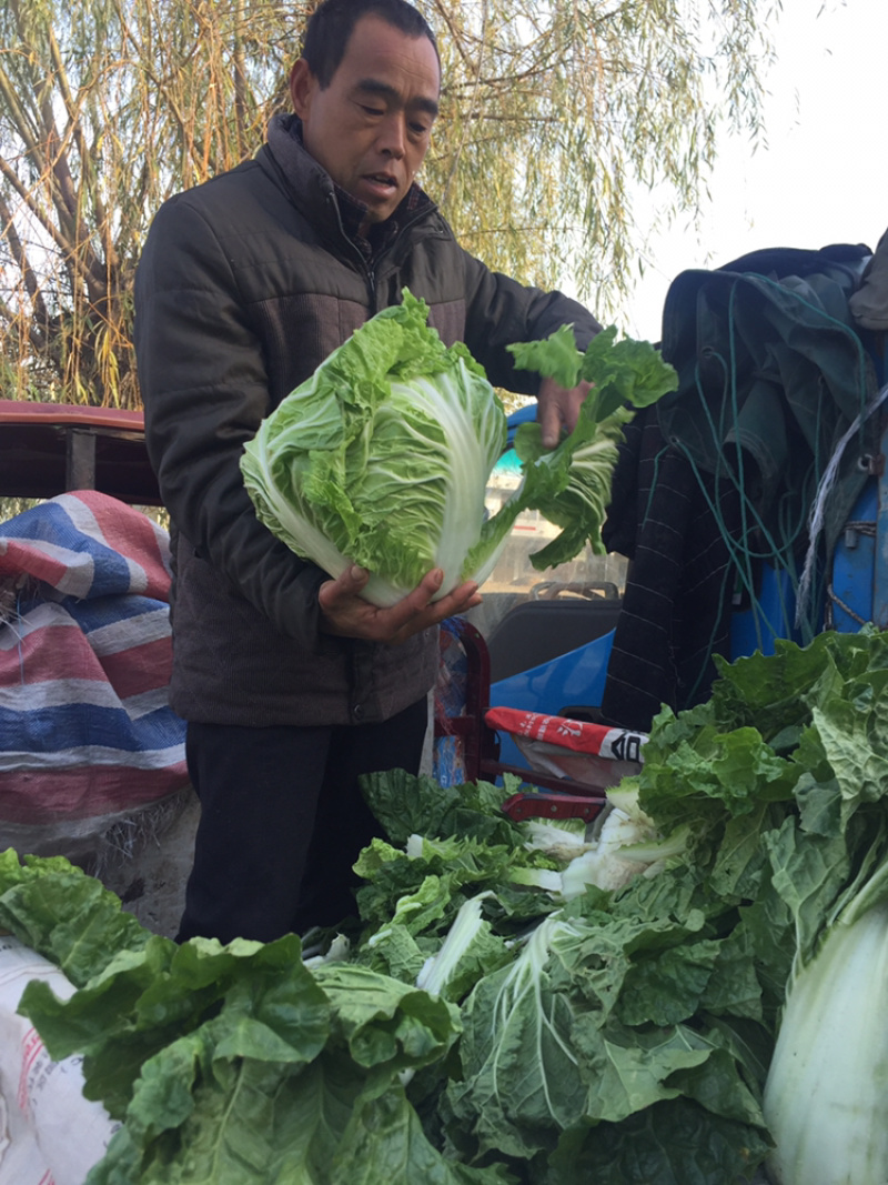 河南冷库大白菜大量上市求合作