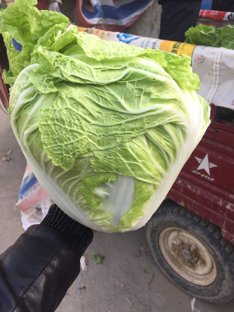 河南冷库大白菜大量上市求合作