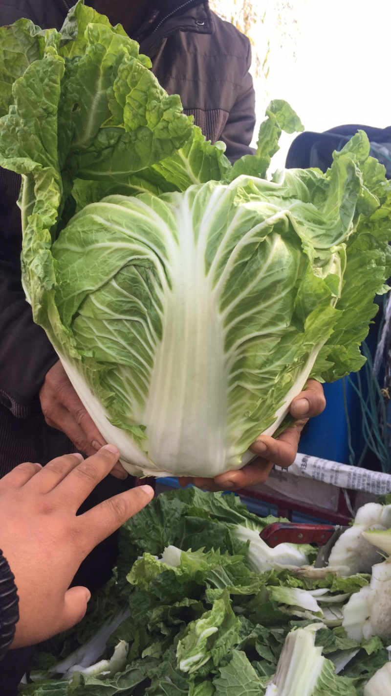 河南冷库大白菜大量上市求合作