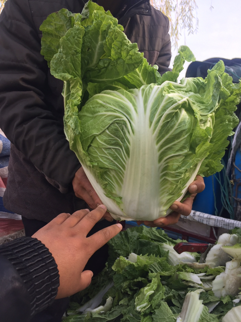 河南冷库大白菜大量上市求合作