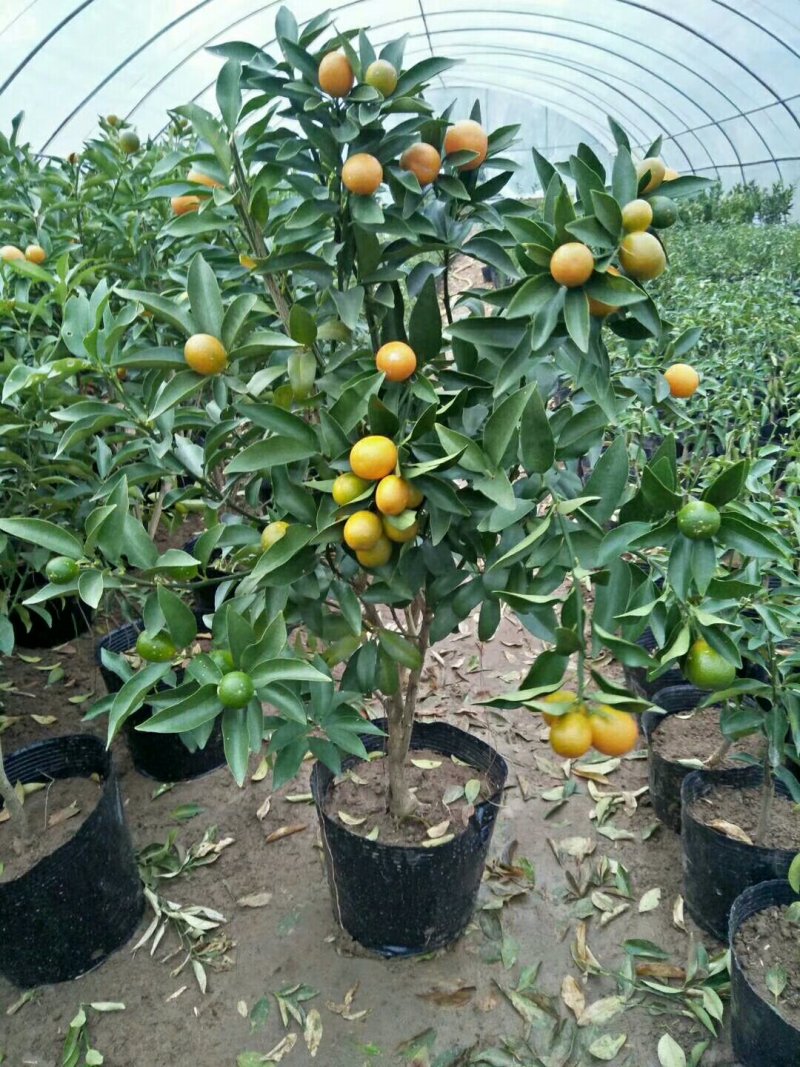 脆皮金桔盆栽带果