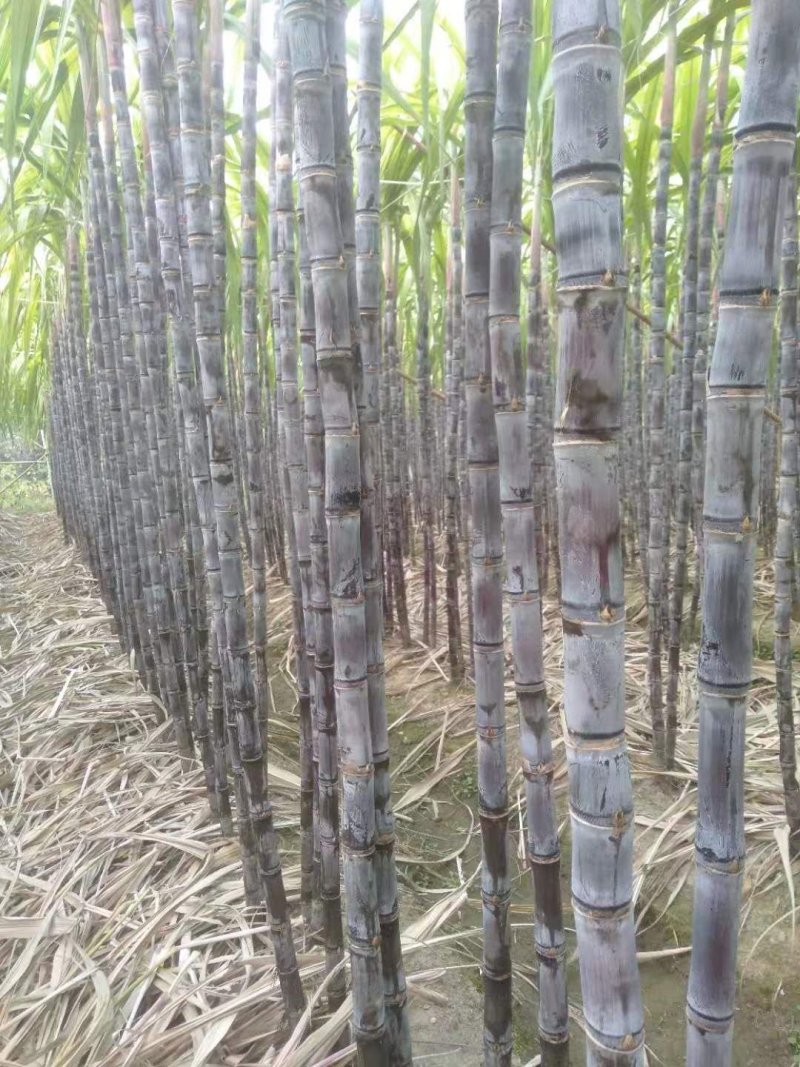 黑皮甘蔗大量上市，欢迎各地老板前来定购！