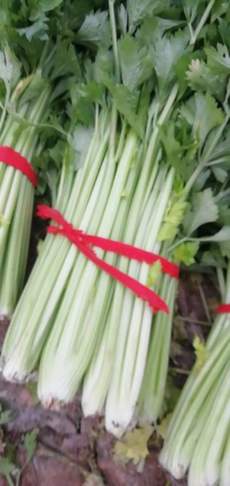 河南周口开封冷棚大棚中颗芹菜大量上市求合作