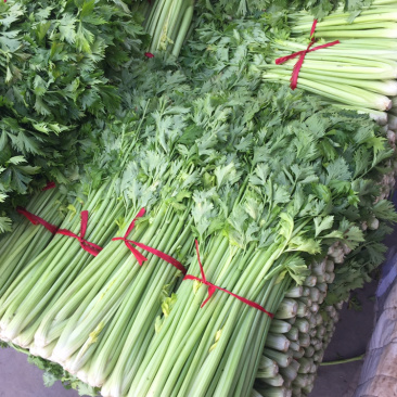 河南周口开封冷棚大棚中颗芹菜大量上市求合作