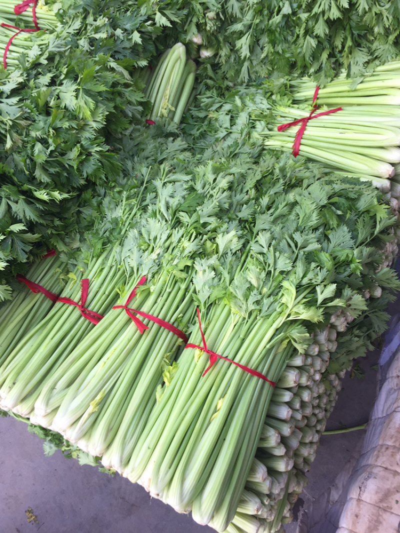 河南周口开封冷棚大棚中颗芹菜大量上市求合作