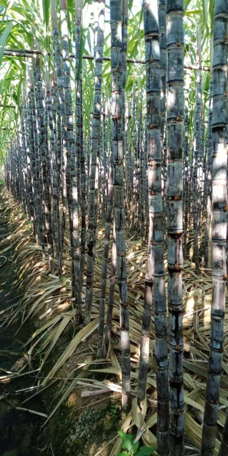 黑皮甘蔗大量上市，欢迎各地老板前来定购！