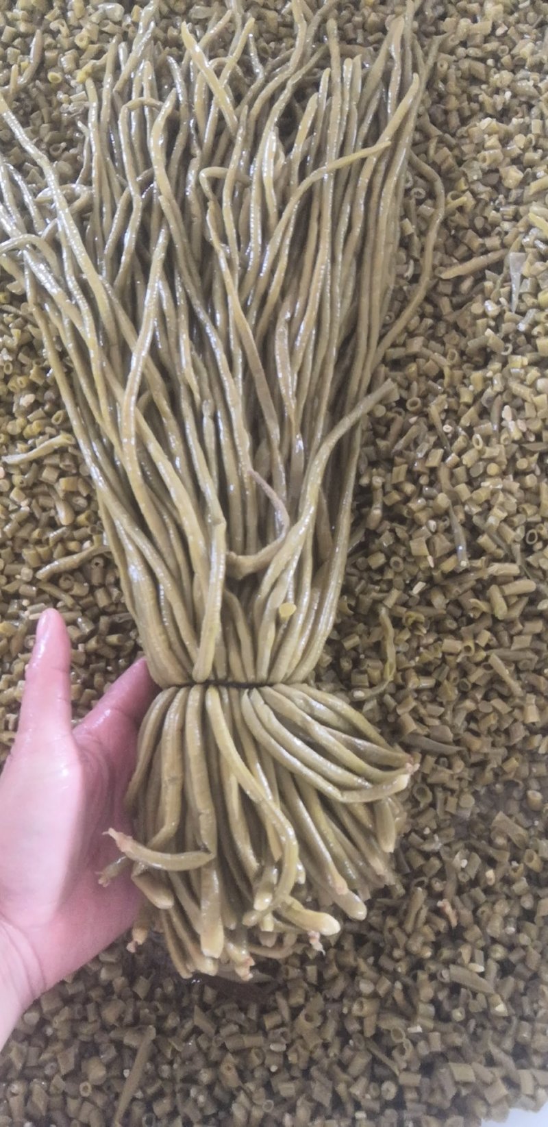 免切原味老坛酸豆角，酸豆角