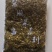 免切原味老坛酸豆角，酸豆角