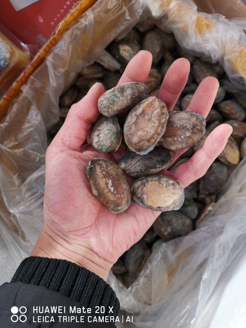活体冷冻鲍鱼，认准活冻，活鲍鱼肉是卷起的，死鲍鱼肉是平的