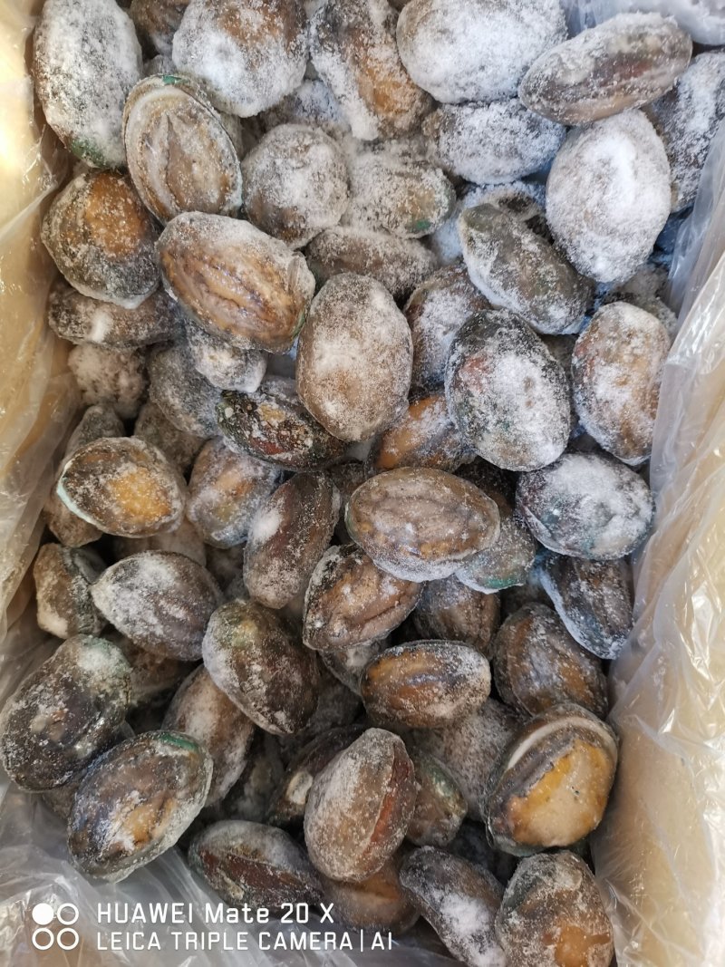 活体冷冻鲍鱼，认准活冻，活鲍鱼肉是卷起的，死鲍鱼肉是平的