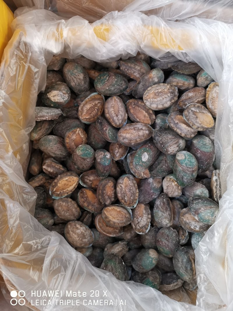 活体冷冻鲍鱼，认准活冻，活鲍鱼肉是卷起的，死鲍鱼肉是平的