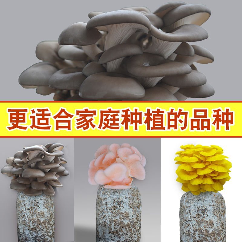 蘑菇菌包菌菇种植包平菇香菇灵芝磨菇种金针菇自种菌种家庭种