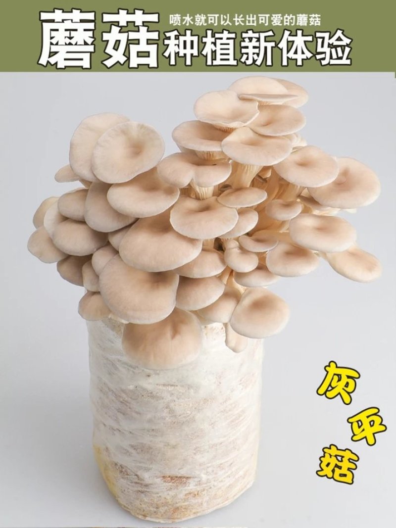 蘑菇菌包菌菇种植包平菇香菇灵芝磨菇种金针菇自种菌种家庭种