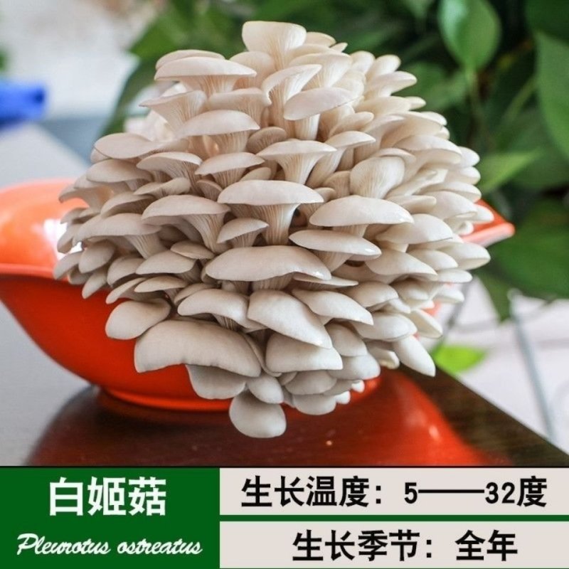 蘑菇菌包菌菇种植包平菇香菇灵芝磨菇种金针菇自种菌种家庭种