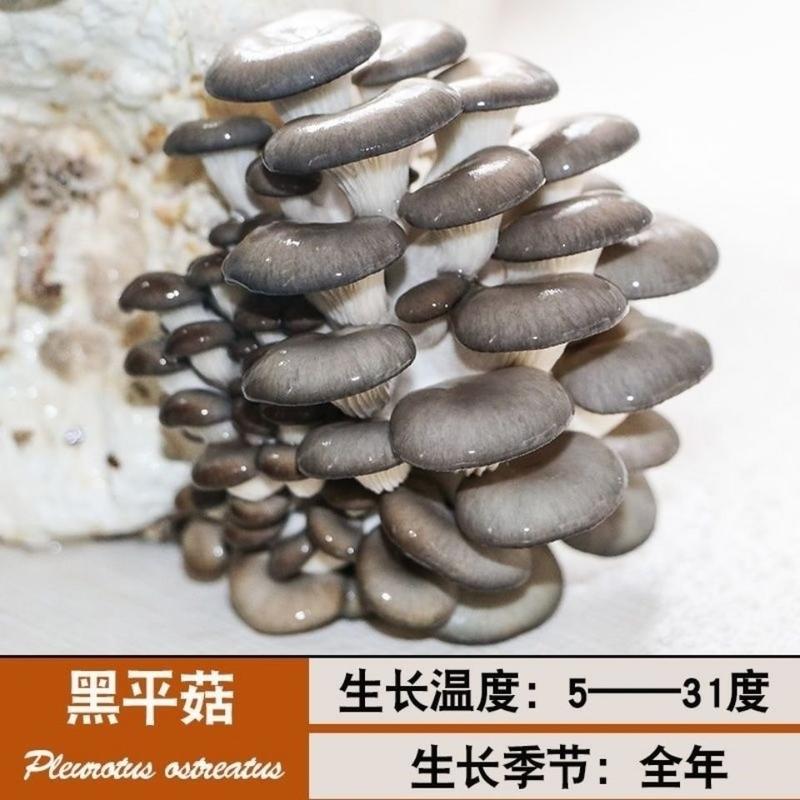 蘑菇菌包菌菇种植包平菇香菇灵芝磨菇种金针菇自种菌种家庭种