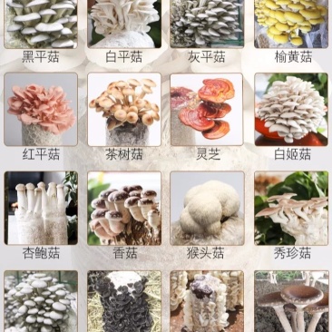 蘑菇菌包菌菇种植包平菇香菇灵芝磨菇种金针菇自种菌种家庭种